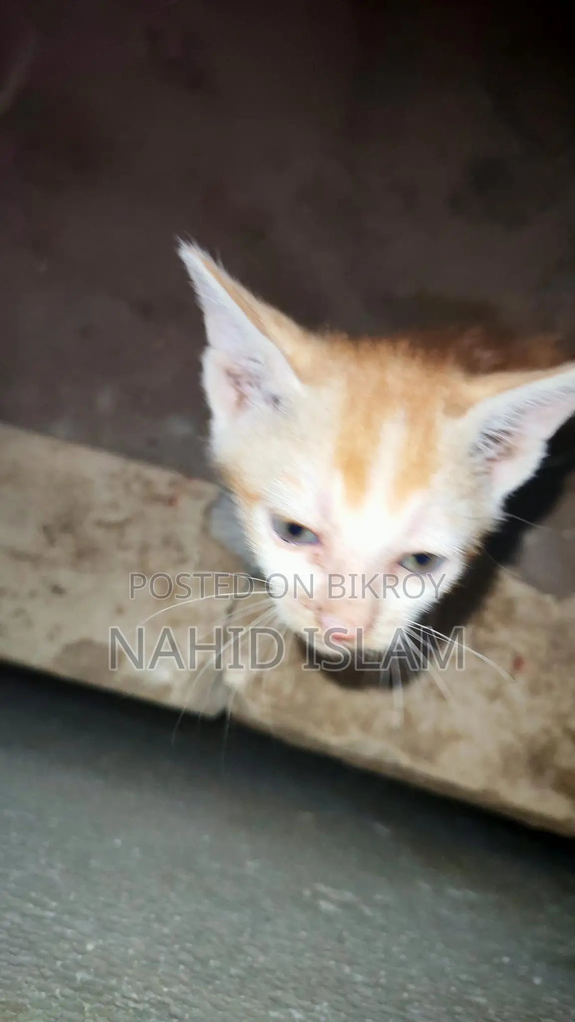 Cat for sale