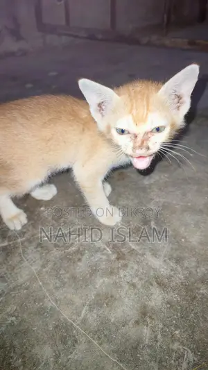 Cat for sale
