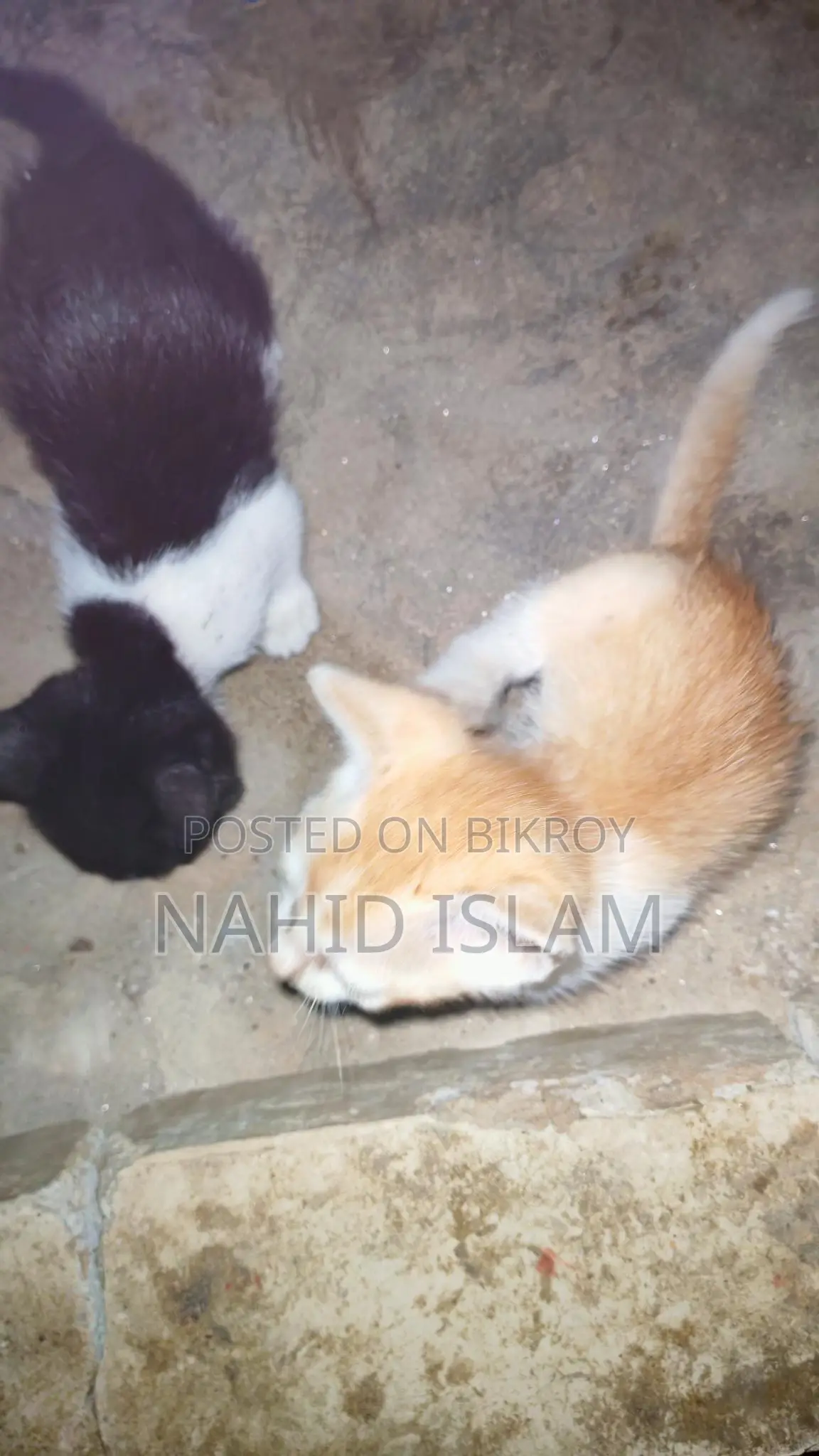 Cat for sale