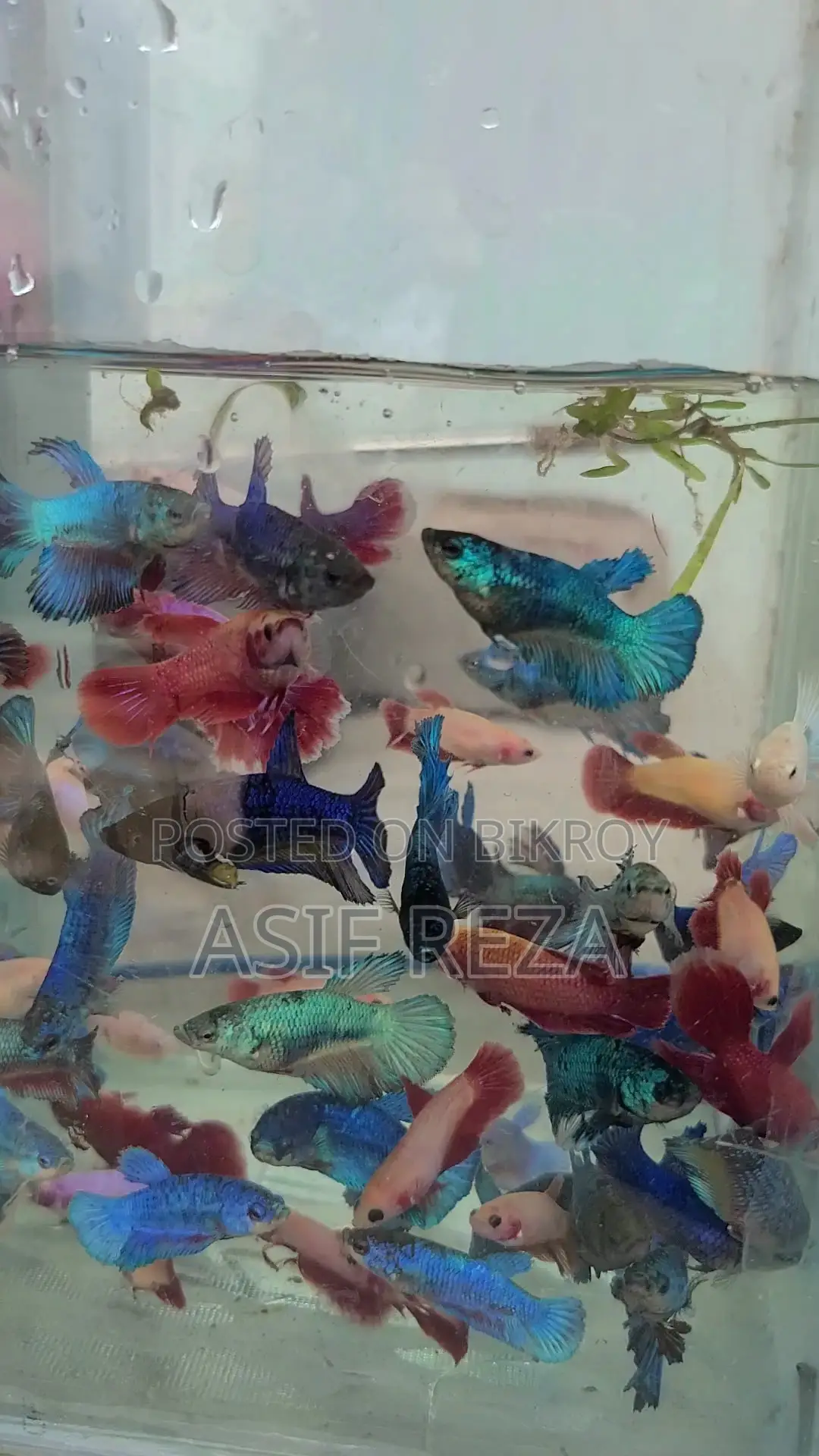 Halfmoon Betta Fighter