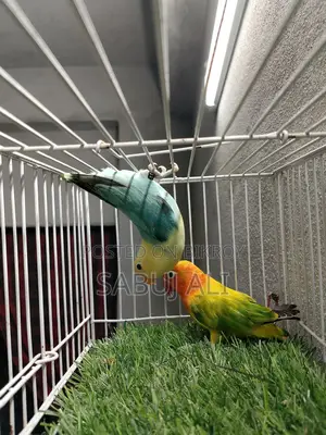 Love Bird Male