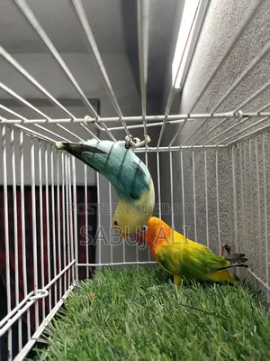 Love Bird Male