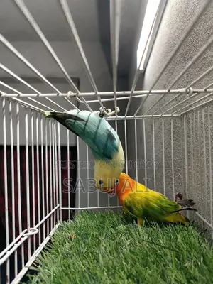 Love Bird Male
