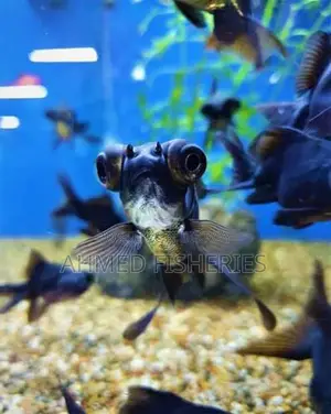ব্ল্যাক মুর গোল্ডফিশ বিক্রি করা হবে
