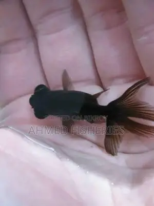 Black Moor Goldfish For Sale