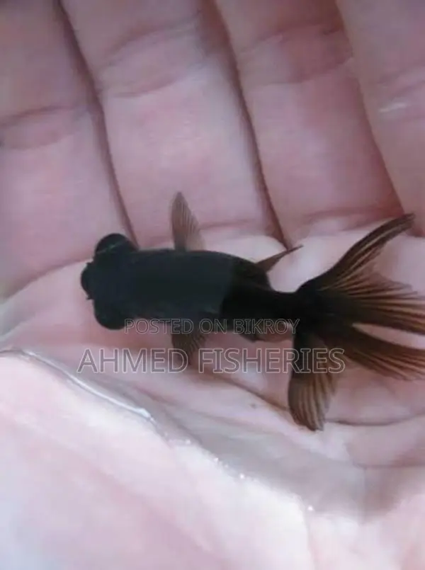 Black Moor Goldfish For Sale