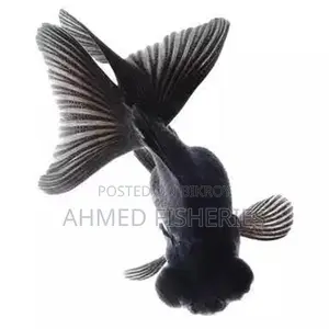 Black Moor Goldfish For Sale