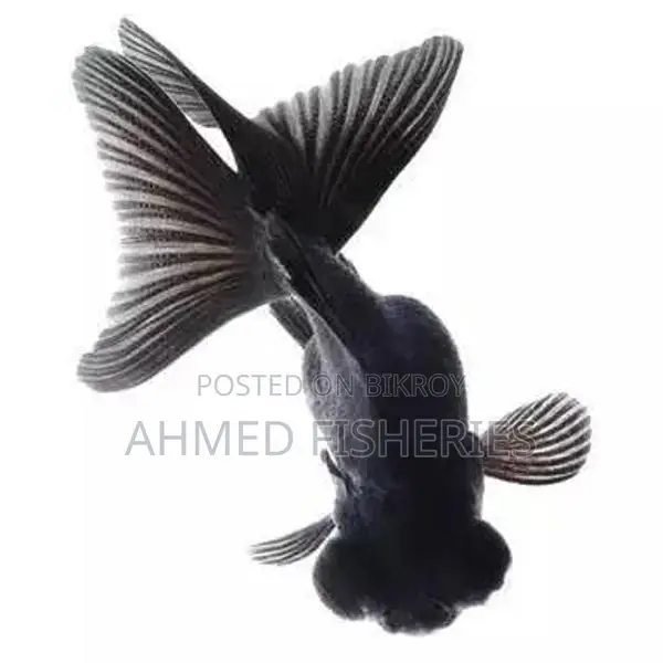 Black Moor Goldfish For Sale