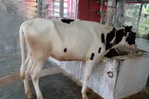 High-Quality Heifer No. 1092 for Sale