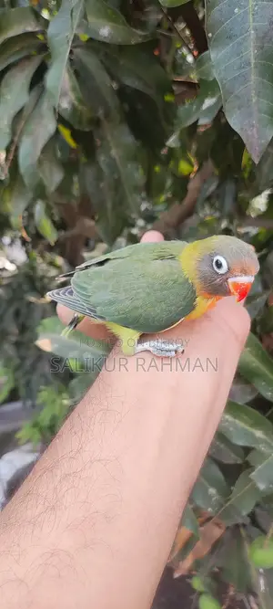 টেম সাইজ লাভ বার্ড / Tame Size Love Bird