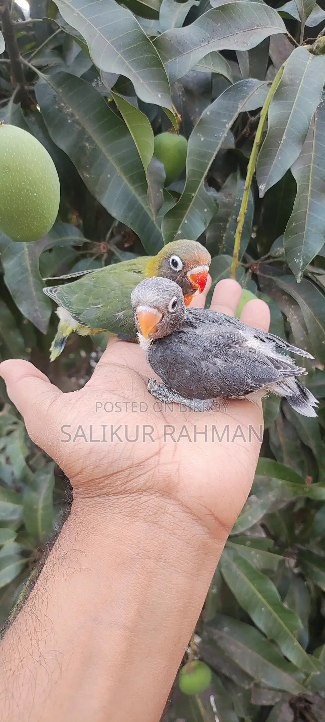 টেম সাইজ লাভ বার্ড / Tame Size Love Bird