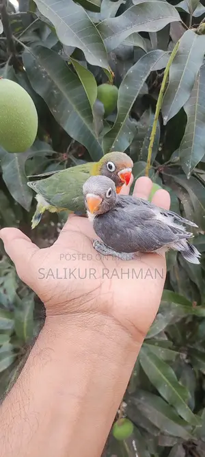 টেম সাইজ লাভ বার্ড / Tame Size Love Bird