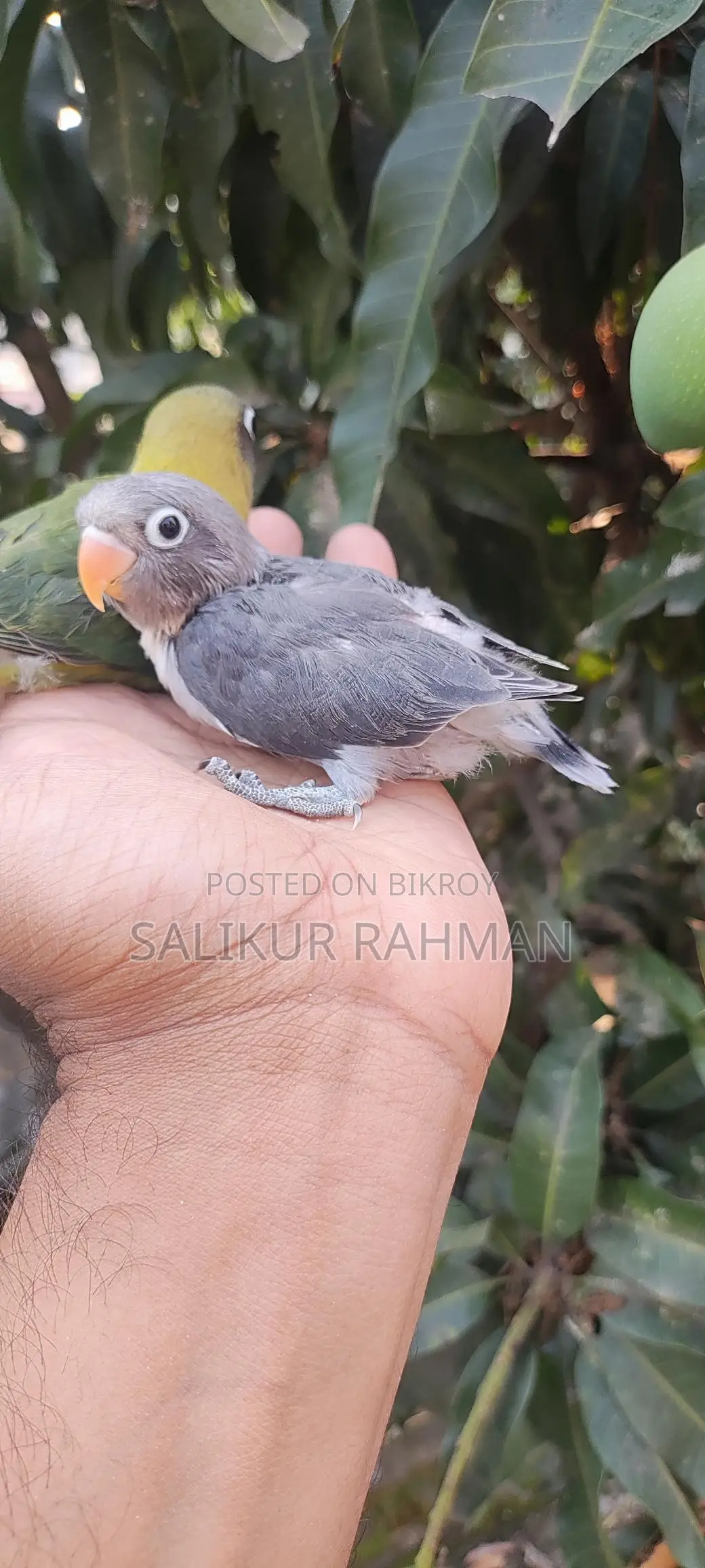 টেম সাইজ লাভ বার্ড / Tame Size Love Bird