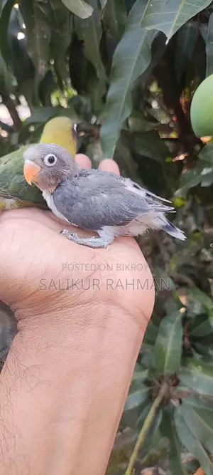 টেম সাইজ লাভ বার্ড / Tame Size Love Bird
