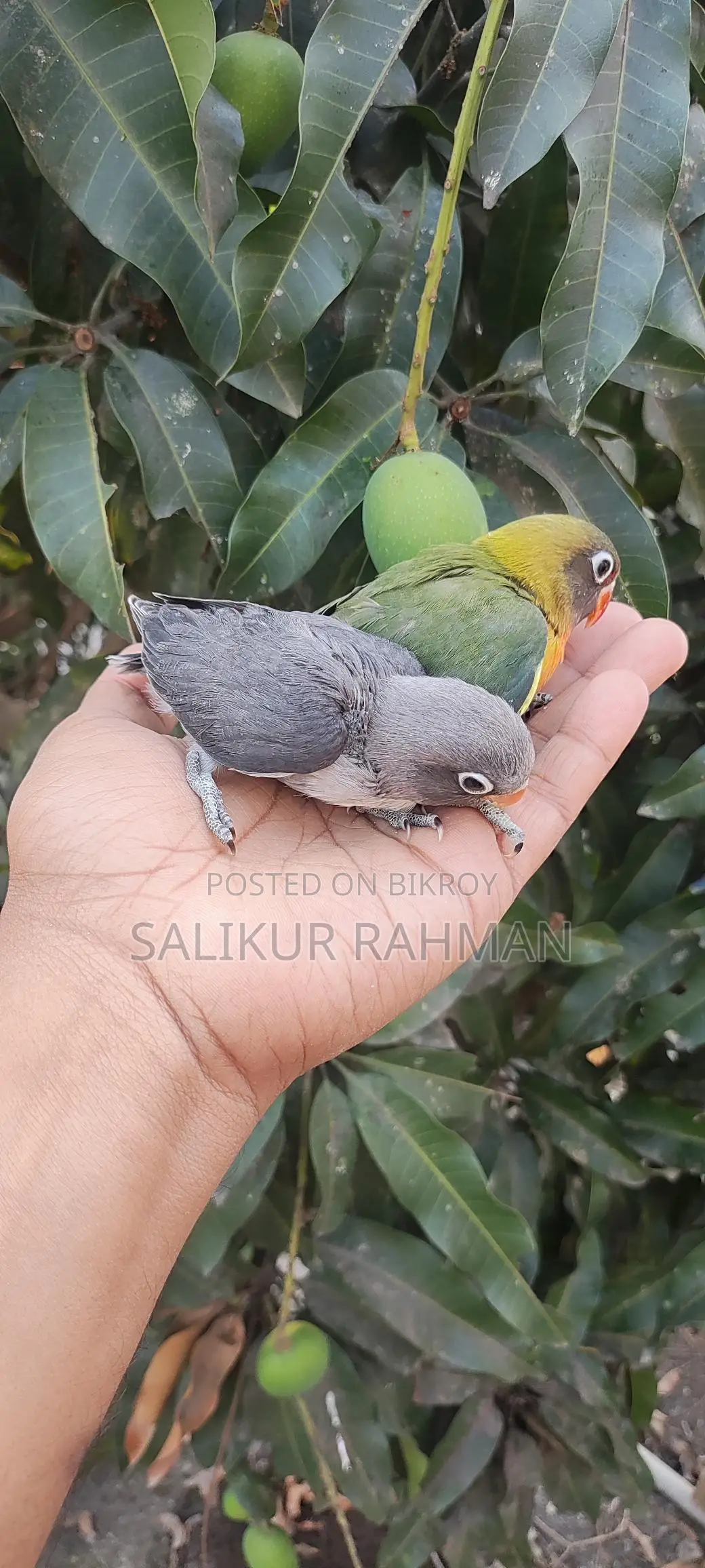 টেম সাইজ লাভ বার্ড / Tame Size Love Bird