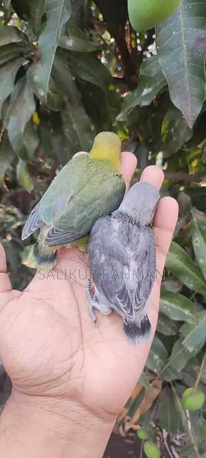 টেম সাইজ লাভ বার্ড / Tame Size Love Bird