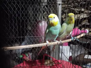 Budgerigar