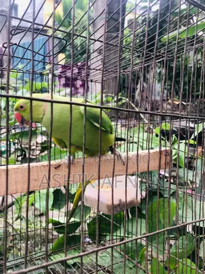 Indian Tiya (Parrot)