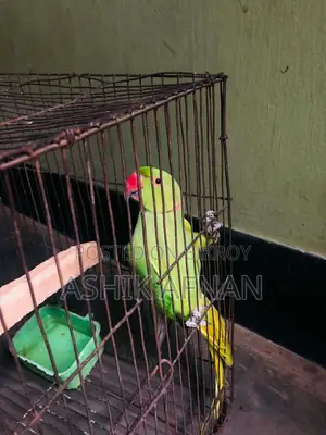 Indian Tiya (Parrot)