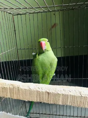 Indian Tiya (Parrot)