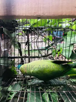 Indian Tiya (Parrot)