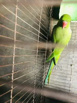 Indian Tiya (Parrot)