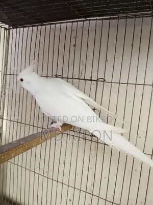 ককাটেল পাখি
