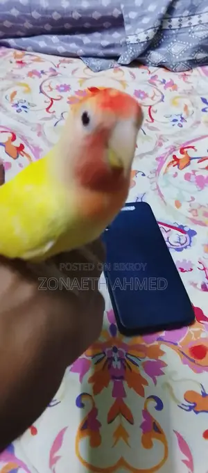 পেয়ার লাভ বার্ড