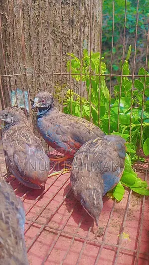 Northern Bobwhite Quail