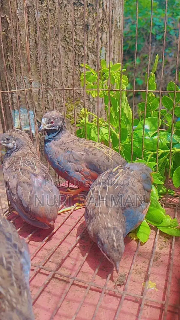 Northern Bobwhite Quail
