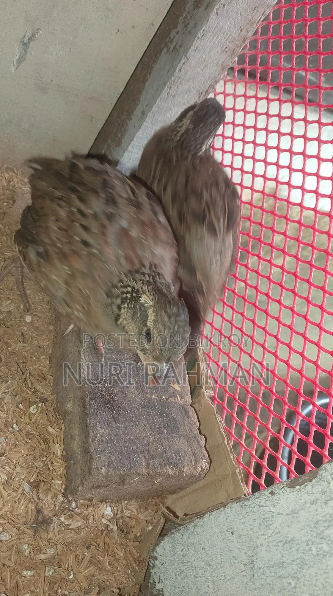 Northern Bobwhite Quail