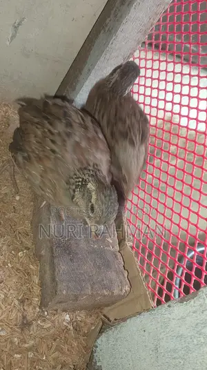 Northern Bobwhite Quail