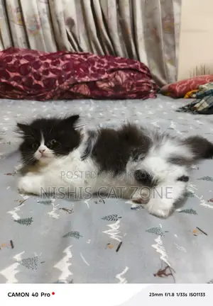 Traditional Persian Cat