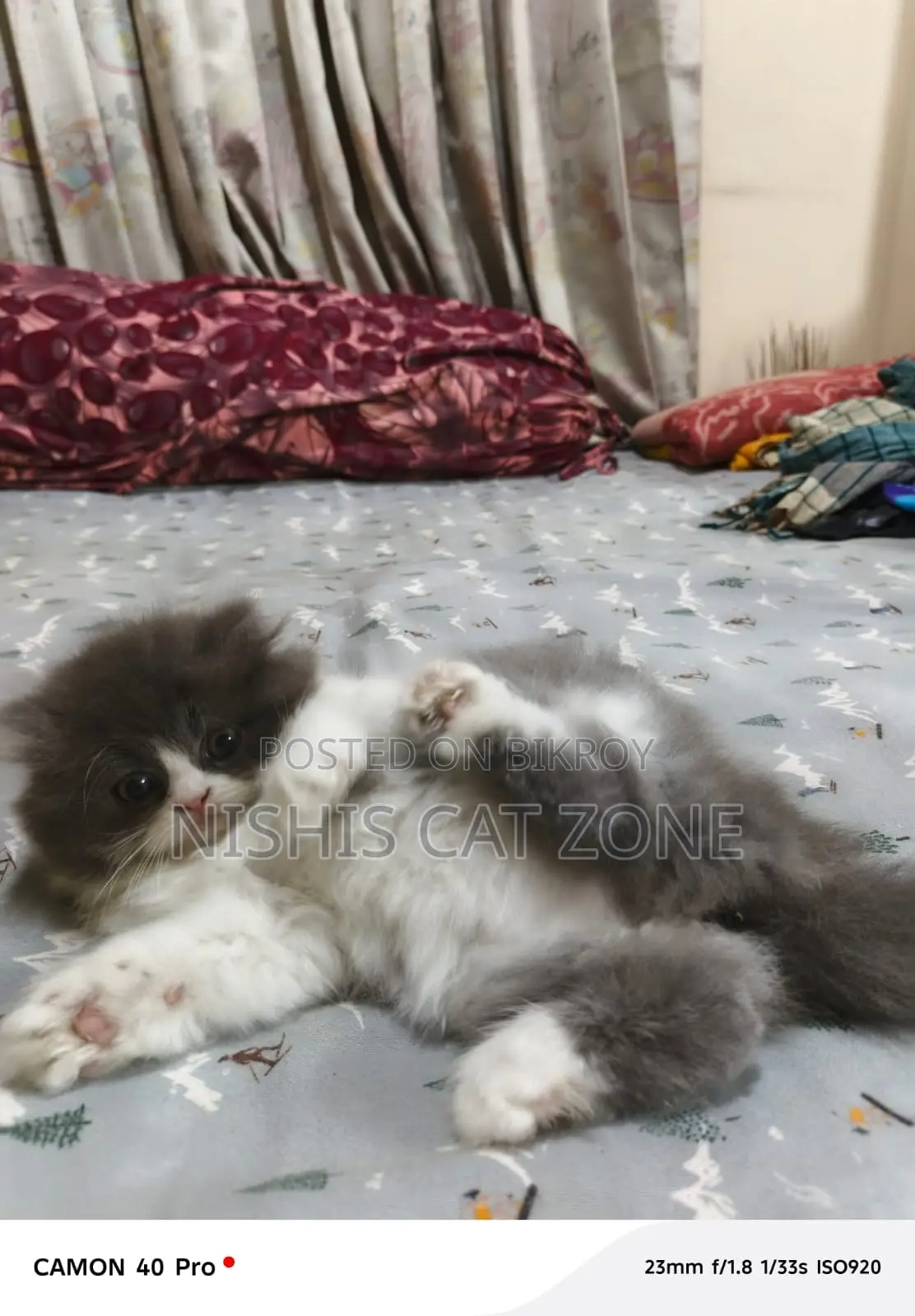 Traditional Persian Cat
