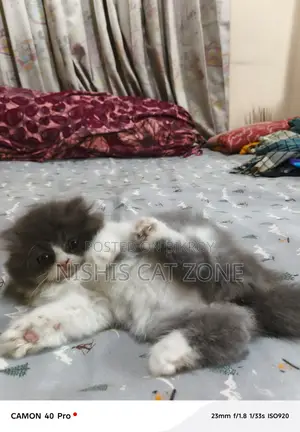 Traditional Persian Cat