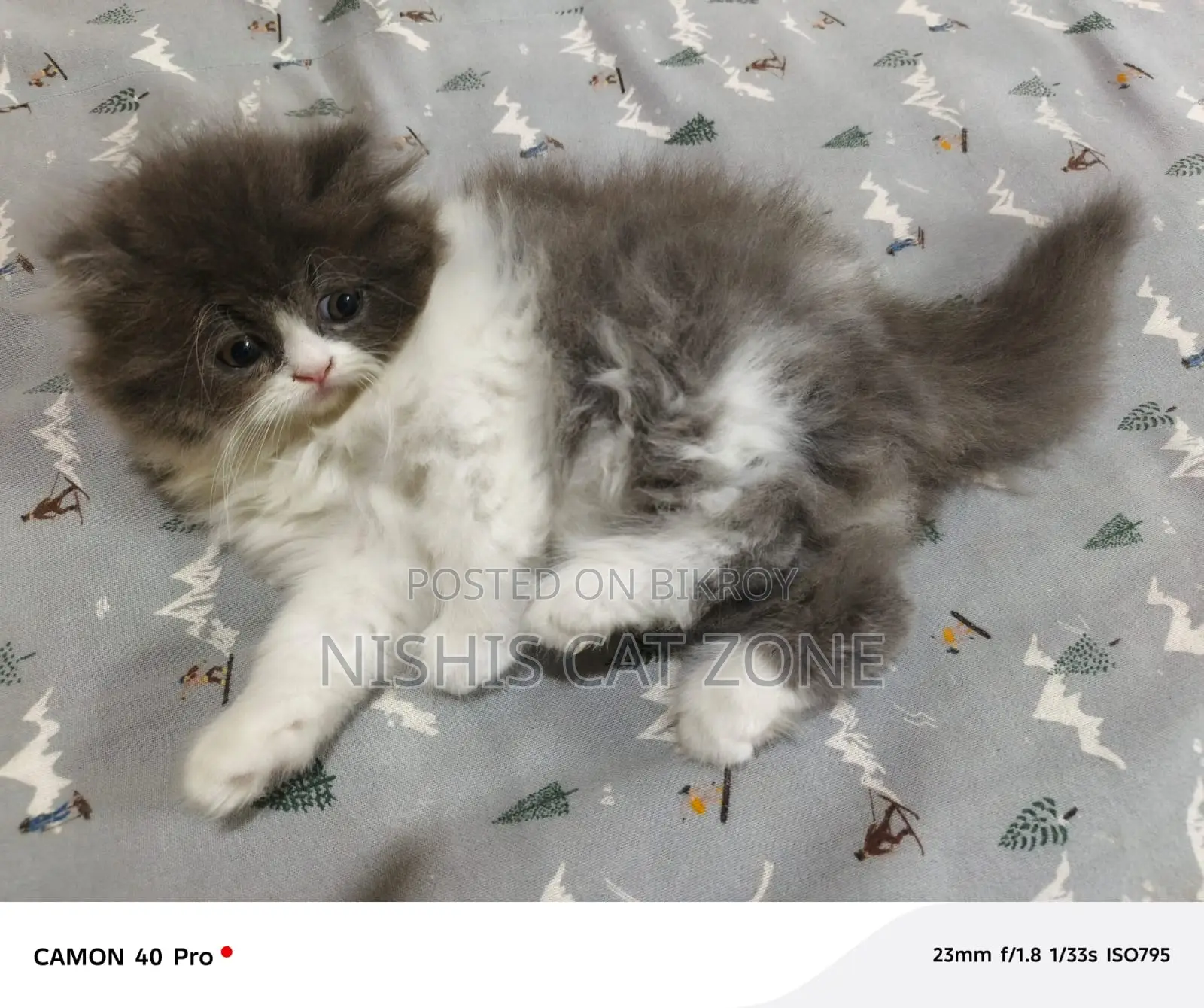 Traditional Persian Cat