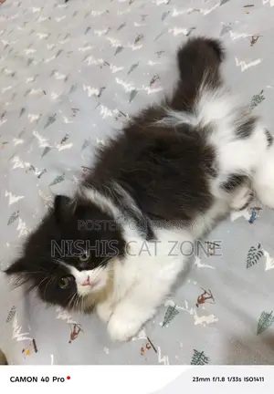 Traditional Persian Cat