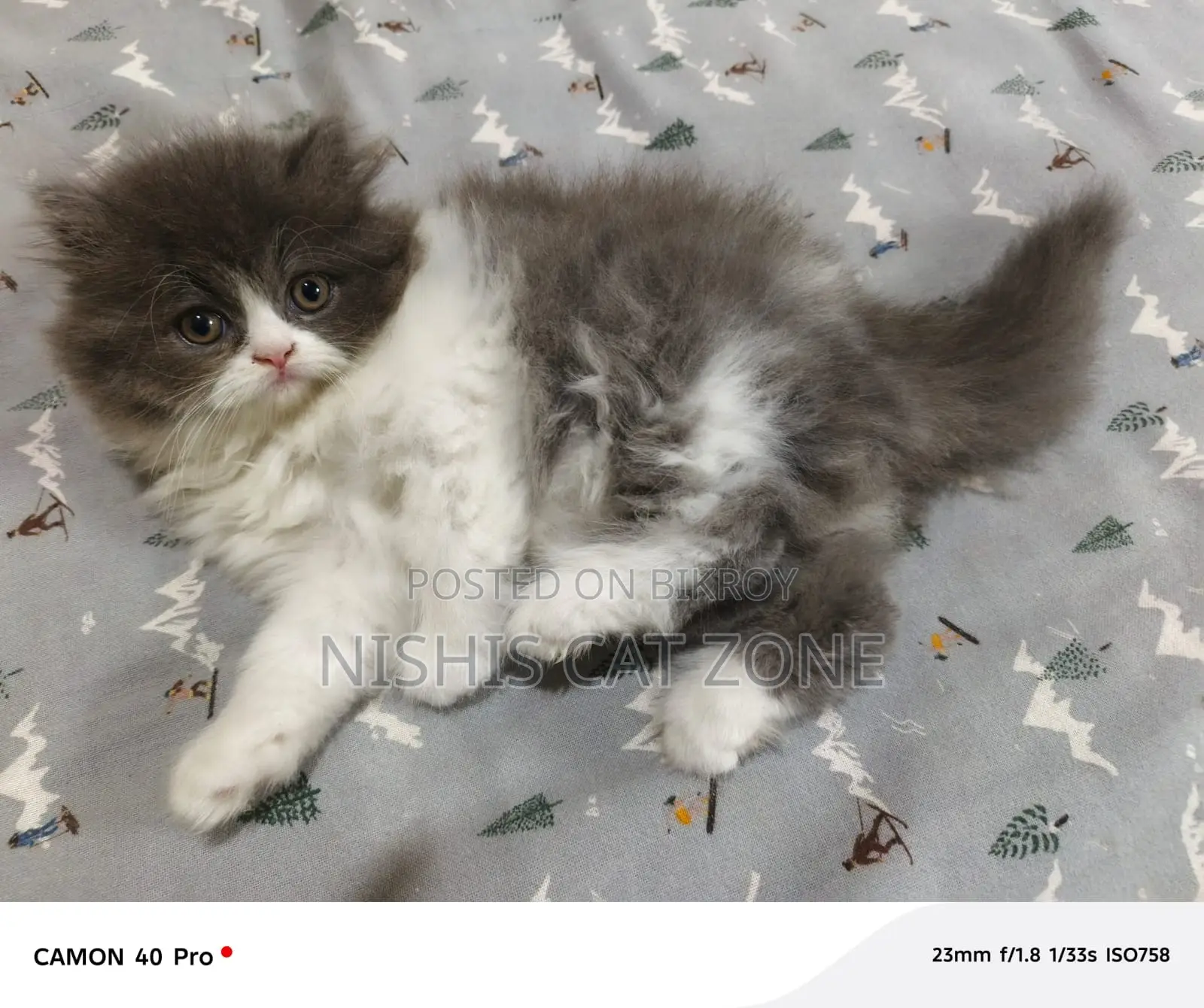 Traditional Persian Cat