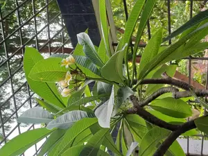 Yellow-White Frangipani Tree