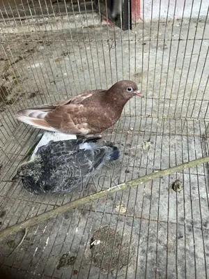 কবুতরের বাচ্চা