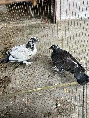 কবুতরের বাচ্চা