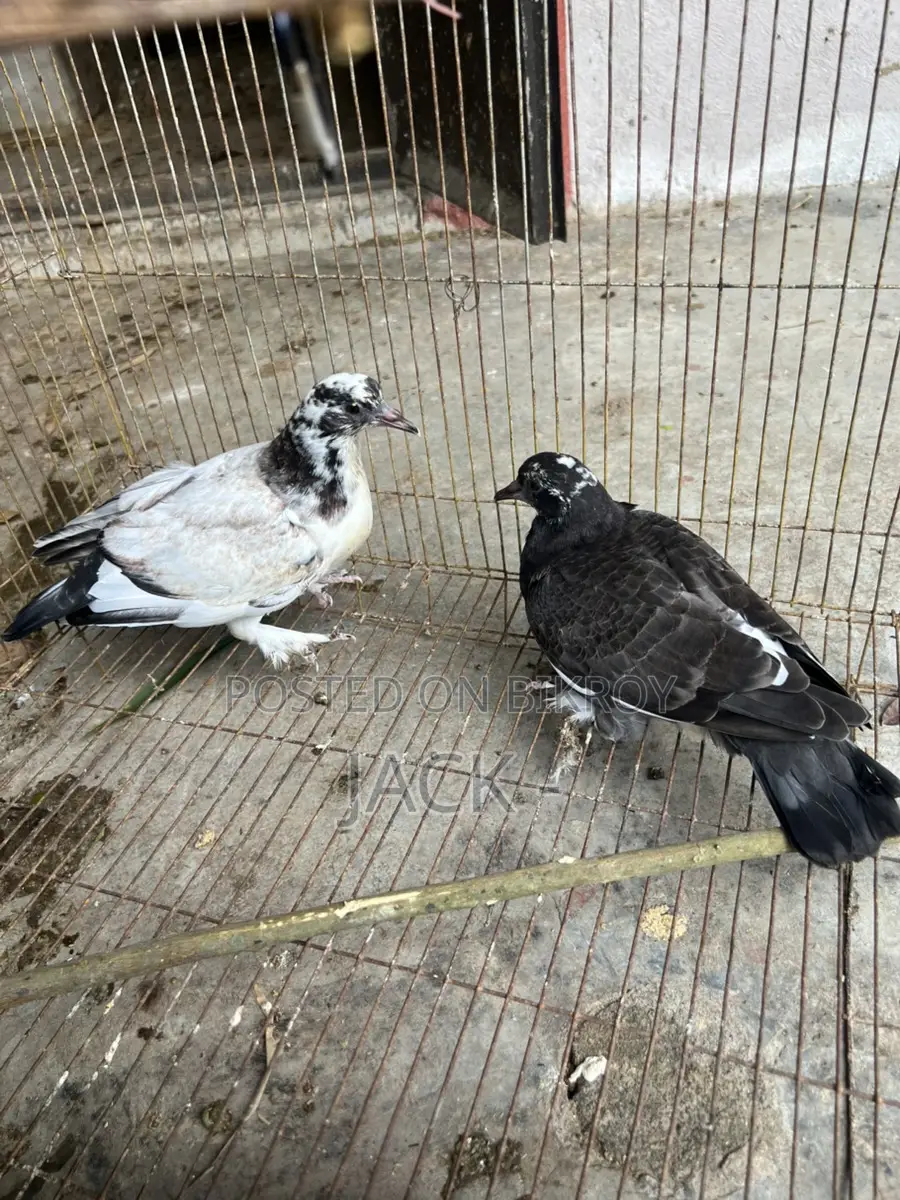 কবুতরের বাচ্চা