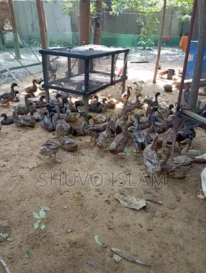Meat-Type Khaki Campbell Ducks