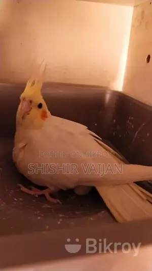 ককাটেল পাখি