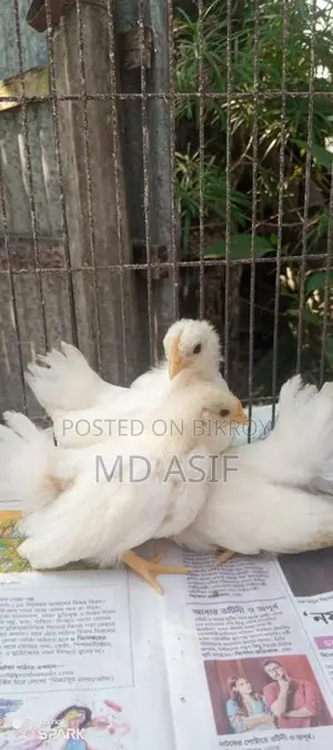 1.5-Month-Old Japanese Bantam Chicks