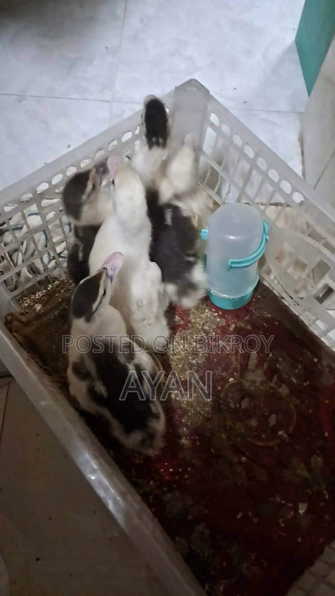 Muscovy Ducklings