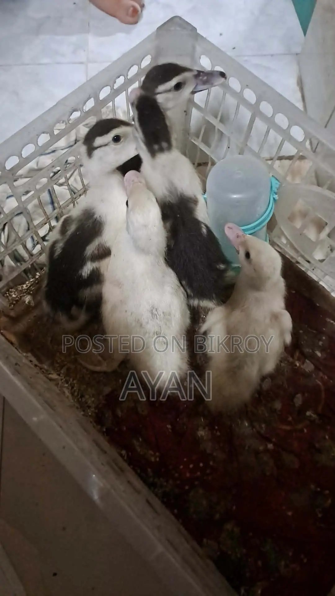 Muscovy Ducklings