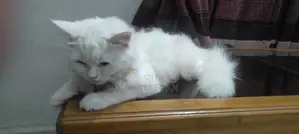 Female Cat, 3 Months Old