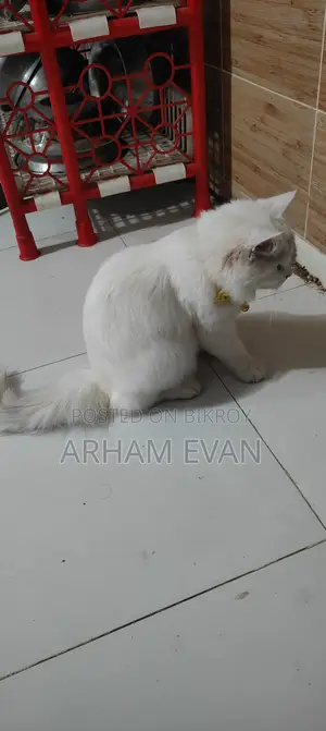 Female Cat, 3 Months Old