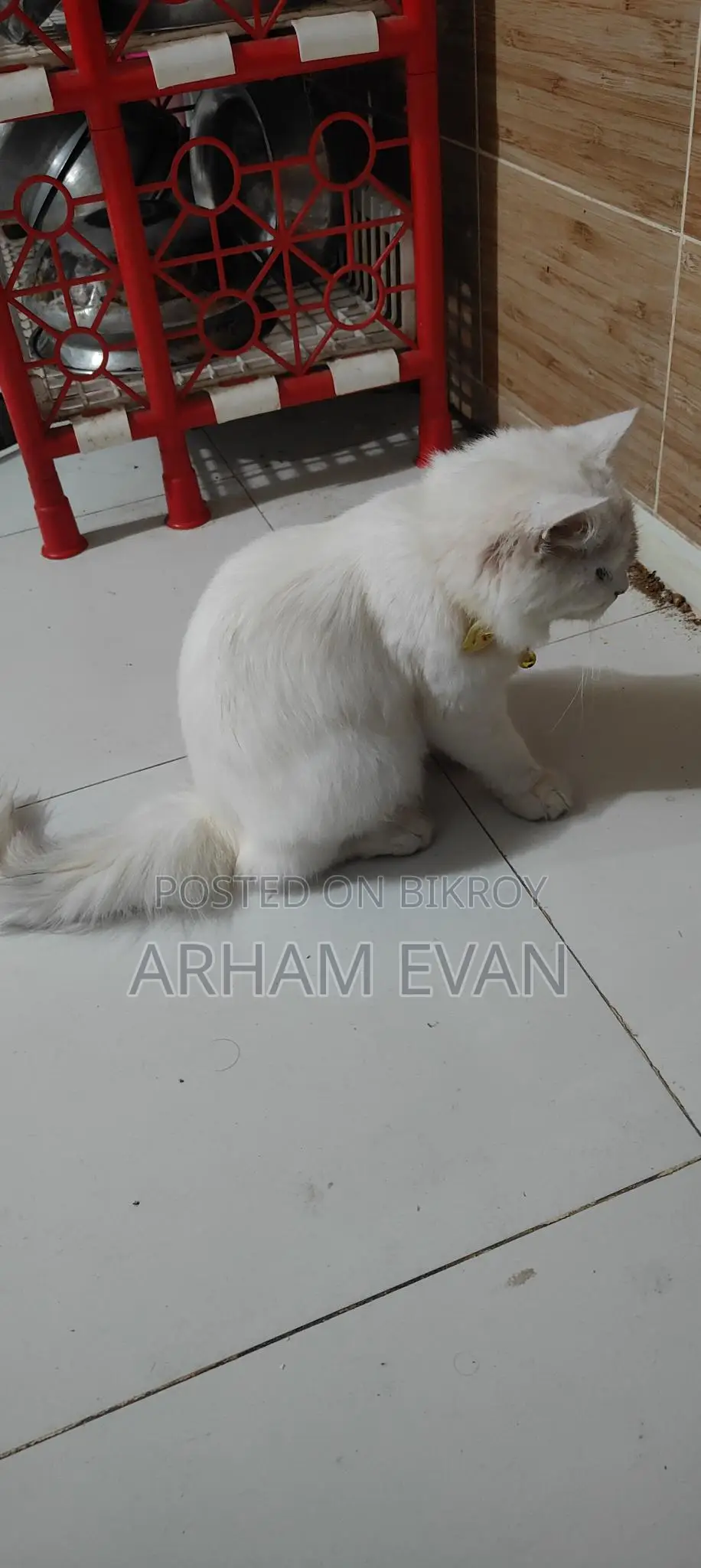 Female Cat, 3 Months Old
